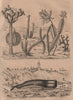 PLANTS. Cachalot (Sperm Whale). Beached. Cactiers (Cactus) 1834 old print