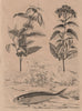Caelestine. Caesio (Fusilier fish). Café Coffee plant 1834 old antique print