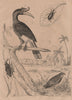 Caille (Quail). Calandre (Wheat Weevil). Calao (Rhinoceros Hornhill) 1834