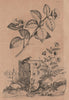 FLOWERS. Camellia. Camomille (Camomile) 1834 old antique vintage print picture