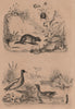 RODENTS. Campagnol (Vole). Campanule (Bellflower). Canard (Duck) 1834 print