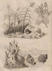 Sugar cane. Cinnamon tree. Canopus. Bivetiella cancellata. Spanish Fly 1834