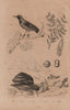 Carocolla snail.Carob tree.Tanager.Lycoperdon carpobolus/Puffball mushrooms 1834