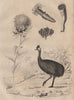 Carthame (Safflower). Caryophyllia (solitary corals). Cásoar (Cassowary) 1834