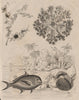 Cassiopeia Andromeda (Upside-down jellyfish). Pomfret. Castalia ambigua 1834