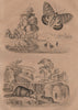 Castniid moth. Castors (Beavers). Casuarina trees 1834 old antique print