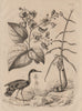 Cassumunar ginger. Catalpa plant. Caurale (Sunbittern) 1834 old antique print