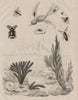 Cerapterus (Ant nest beetle). Ceratina. Cerceris wasp. Froghopper. Blaptini 1834