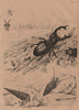 Lucanus cervus/Stag beetle. Cerith/Rhinoclavis vertagus.Cerocoma.Ceroplatus 1834