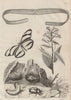 Cestoda/flatworm.Cestrum/Jessamine.Cethosia/Lacewing butterfly.Rose chafer 1834