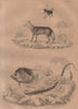 Chacal (Jackal). Chaetodon (butterflyfish). Chalcide (Skink). Chalcis 1834
