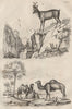 Chameaux (Camels). Chamois. Chamaerops (Dwarf fan palm) 1834 old antique print