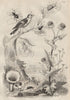 Chanterelle mushrooms. Weevils. Chardon (Thistle). Chardonneret (Goldfinch) 1834