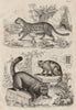 CATS. Chat-élégant (Margay?). Chat Sauvage (Wildcat). Chat (Domestic Cat) 1834