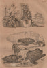 Loggerhead, Green & Hawksbill sea turtles. Chelonia Caretta. Tetterwort 1834