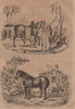 HORSES. Cheval Arabe (Arabian Horse). Cheval Trait (cart horse) 1834 old print