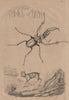 Capralla phasma (skeleton shrimp). Mouse Deer. Chiasognathus (stag beetle) 1834