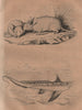 Chimère (Chimaera). Chinchilla 1834 old antique vintage print picture