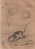 Chique (chigoe flea). Chironia. Chironecte (Water Opposum) 1834 old print