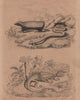 Bipes (ajolotes). Frill Necked Lizard. Chlamyphorus (Pink Fairy Armadillo) 1834
