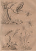 Chlorion aerarium/Sphecid wasp.Owl.Chrysanthemum.Pupae.Chrysis/cuckoo wasp 1834