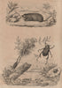 Golden mole. Sapphire weevil. Chrysomelidae. Shining leaf chafer beetle 1834