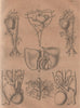 BLOOD CIRCULATION. Man Foetus Crocodile Tortoise. Circulation Sang 1834 print