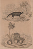 Civette (Civet). Clairon (Trichodes apiarius). Clathrus ruber fungus 1834