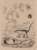 Coati. Cobaye (Guinea Pig). Cobaea (climbing plant). Coccinelle (Ladybird) 1834