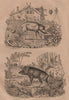 SWINE. Domestic pig. Wild boar. Cochineal (Scale insects) 1834 old print