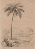 COCONUTS. Cocotier (Coconut tree). Palm 1834 old antique vintage print picture