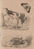 Boxfish. Colchicum. Clouded sulphur butterfly.Amethyst-throated Mountaingem 1834