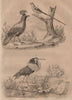 BIRDS. California Quail. Coliou (Mousebird). Combattant. Ruff 1834 old print