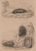 Concholepas (Chilean abalone). Condylure (Nosed Mole). Conus sea snail 1834