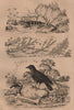 Coral. Coralline algae. Corbeau (Raven). Cordyle (Armadillo girdled lizard) 1834