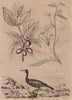 Cormorant.Dogwood. Coronilla valentina (scorpion vetch) Corophium volutator 1834