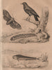 ANIMALS. Coryphaena Dolphinfish). Cossus (Goat moth). Blue Cotinga 1834 print
