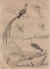 BIRDS. Courlis (Curlew). Quetzal. Cousin Cranefly 1834 old antique print
