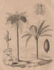 TREES. Cyamus (Whale louse). Cyathea (Tree Fern). Cycas (Sago Palm) 1834 print