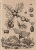 Cynips (Gall Wasps). Cypripedium. Cypris Morpho 1834 old antique print picture