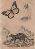 Danainae/Milkweed butterfly.Daphnia.Dasypogoninae/Robberfly.Dasyurus/Quoll 1834