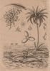 TREES/MAMMALS. Dattier (Date-Palm). Dauphin (Dolphin) 1834 old antique print