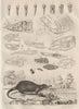 MAMMAL TEETH. Dents Mammiferes (Teeth Mammals). Dermestes beetle. Desman 1834