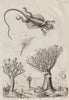 Draco Volcans (Flying Dragon). Dragonier (Dragon Tree/Drago) 1834 old print