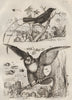 BIRDS. Greater Racket-tailed Drongo. Duc (Eurasian Eagle-Owl) 1834 old print
