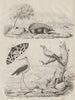 Garden tiger moth/Arctia caja. Stilt. Cuckooshrike. Echidna/spiny anteater 1834