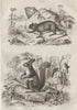 RODENTS. Echimys (Spiny Tree-rat). Ecureuil (Squirrel) 1834 old antique print