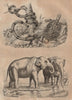 ANIMALS. Elapid/coral snake. Elephant. Emyd (freshwater tortoise) 1834 print
