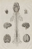 ANATOMY. Human brain and spinal cord 1834 old antique vintage print picture