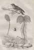 Encrine/stone lily. Endomychus coccineus (Handsome fungus beetle). Nightjar 1834